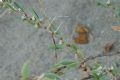 Polygonum maritimum